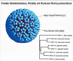 Human Papillomavirus Vaccines